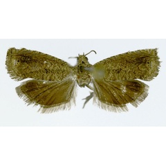 /filer/webapps/moths/media/images/P/phruda_Cydia_HT_ZMJU.jpg