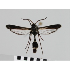 /filer/webapps/moths/media/images/M/maromizaensis_Similipepsis_HT_SMNS.jpg