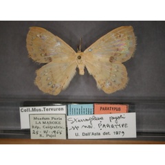 /filer/webapps/moths/media/images/P/pujoli_Stenoglene_PT_RMCA_01.jpg