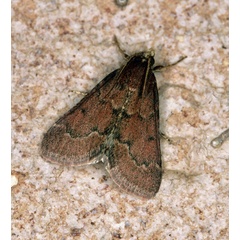 /filer/webapps/moths/media/images/A/atrisparsalis_Maradana_A_Roland_10.jpg