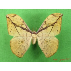 /filer/webapps/moths/media/images/G/gemmifera_Pselaphelia_AF_Albert.jpg