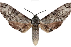 Covelliana ottofeldneri