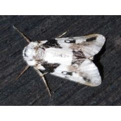 /filer/webapps/moths/media/images/M/melanodonta_Leucotrachea_A_Grobler_02.jpg