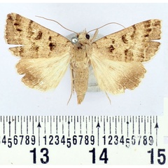 /filer/webapps/moths/media/images/I/infrequens_Clytie_AF_BMNH_01.jpg
