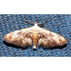 /filer/webapps/moths/media/images/L/legraini_Araeopteron_A_Braun_02.jpg