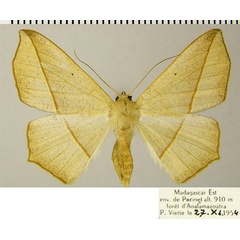 /filer/webapps/moths/media/images/J/jacobi_Psilocerea_AF_ZSM.jpg