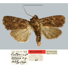 /filer/webapps/moths/media/images/A/annosa_Eutamsia_HT_MNHN.jpg