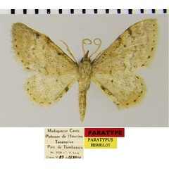 /filer/webapps/moths/media/images/C/cochlearia_Idaea_PTM_ZSMa.jpg