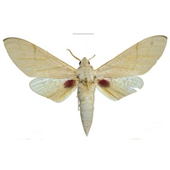 /filer/webapps/moths/media/images/P/politzari_Neoclanis_PTM_ZSM_03.jpg