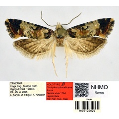 /filer/webapps/moths/media/images/A/africana_Cochylimorpha_HT_NHMO.jpg