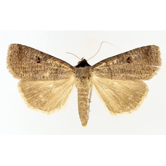 /filer/webapps/moths/media/images/S/salax_Lygephila_AM_TMSA_02.jpg