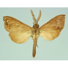 /filer/webapps/moths/media/images/J/jansei_Xenosphingia_AM_Basquin.jpg