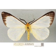 /filer/webapps/moths/media/images/P/placidus_Coenostegia_LT_BMNH.jpg