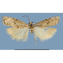 /filer/webapps/moths/media/images/C/Crambus_karsholti_HT_1ab.jpg