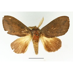 /filer/webapps/moths/media/images/B/bettoni_Trotonotus_AM_Basquin_01.jpg