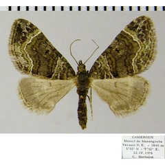 /filer/webapps/moths/media/images/M/manengouba_Piercia_AF_ZSM.jpg