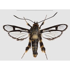 /filer/webapps/moths/media/images/N/nimbaensis_Crinipus_HT_SMNSa.jpg