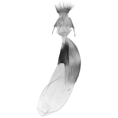 /filer/webapps/moths/media/images/P/politzari_Corniculonycta_GF_SMNS_2113.jpg