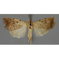 /filer/webapps/moths/media/images/F/foveata_Athetis_A_RMCA_01.jpg