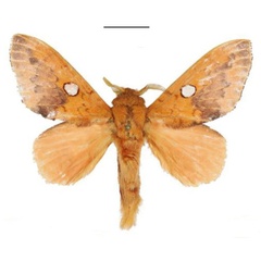 /filer/webapps/moths/media/images/A/aurantiaca_Hypotrabala_HT_ANHRT.jpg