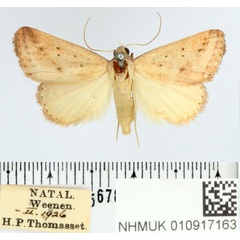 /filer/webapps/moths/media/images/H/helesusalis_Phytometra_AM_BMNH.jpg