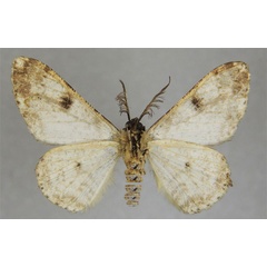 /filer/webapps/moths/media/images/P/poensis_Cleora_HT_ZSMb.jpg