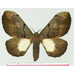 /filer/webapps/moths/media/images/N/neonubifera_Micragone_AF_Basquin.jpg