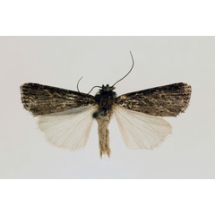 /filer/webapps/moths/media/images/N/nigra_Stilbotis_HT_RMCA_02.jpg