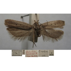 /filer/webapps/moths/media/images/C/cophias_Gelechia_FHT_TMSA.jpg
