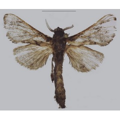 /filer/webapps/moths/media/images/T/tropeki_Sineviella_PTM_ANHRT_01.jpg