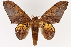 Weberolegra weberi