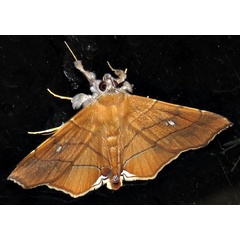 /filer/webapps/moths/media/images/C/caffra_Gracilodes_A_Braun_11.jpg