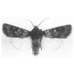 /filer/webapps/moths/media/images/Q/quirini_Nocthadena_HT_Laporte-1.jpg