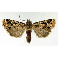 /filer/webapps/moths/media/images/L/limbulata_Berioana_AF_Aulombard.jpg