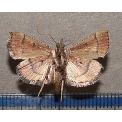 /filer/webapps/moths/media/images/C/camptoceralis_Cassouodes_A_Goffb_01.JPG