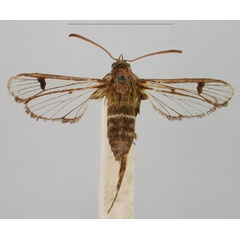 /filer/webapps/moths/media/images/G/geraropa_Melisophista_HT_BMNH_XuR078t.jpg