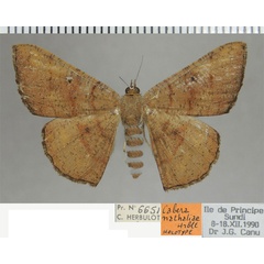 /filer/webapps/moths/media/images/N/nathaliae_Cabera_HT_ZSM.jpg