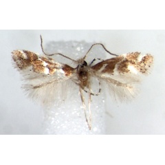 /filer/webapps/moths/media/images/M/maererei_Phyllonorycter_HT_RMCA.jpg