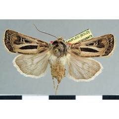 /filer/webapps/moths/media/images/B/baleense_Agrotis_AF_MNHN.jpg