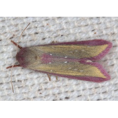 /filer/webapps/moths/media/images/A/albisticta_Timora_A_Heynsc.jpg