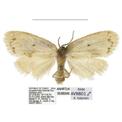 /filer/webapps/moths/media/images/B/bilobata_Spatulosia_PTM_ANHRT_03.jpg
