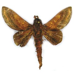 /filer/webapps/moths/media/images/P/pinheyi_Cheligium_PTM_ZSM.jpg