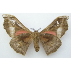 /filer/webapps/moths/media/images/D/dentata_Henucha_HT_NHMUKb.jpg
