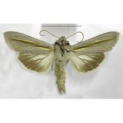 /filer/webapps/moths/media/images/P/pallidistria_Cucullia_AM_TMSA_MtPItX6.jpg