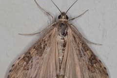 Nomophila noctuella