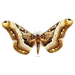 /filer/webapps/moths/media/images/L/lucina_Dactyloceras_AF_Basquin_02_ARD64Xs.jpg