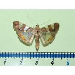 /filer/webapps/moths/media/images/B/bitriangulalis_Glyphodes_A_Goffa_01.jpg