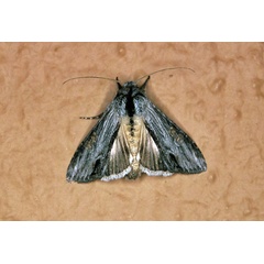 /filer/webapps/moths/media/images/I/inaequalis_Cucullia_A_Roland_01.jpg