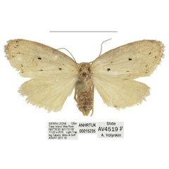 /filer/webapps/moths/media/images/C/coronaria_Spatulosia_AF_ANHRT.jpg