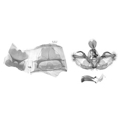 /filer/webapps/moths/media/images/D/dierli-Afroplitis-BM103140192263sw-34191-Ghana.jpg